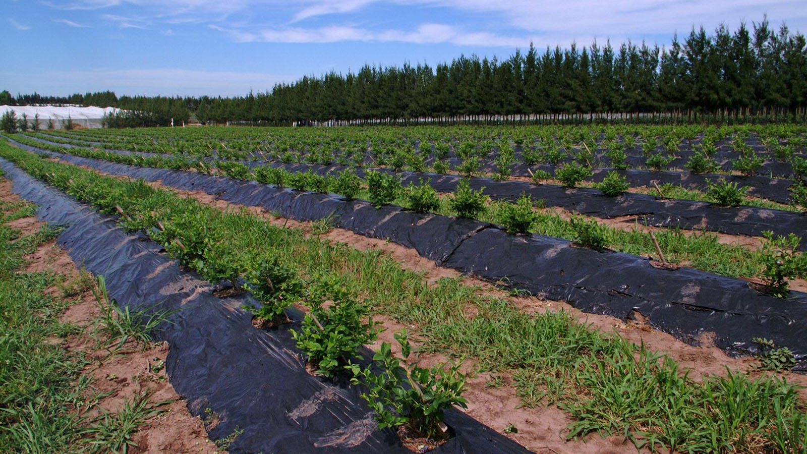 LÍNEA MULCHING